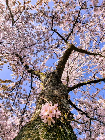 粉红色的日本樱桃开花花园<strong>阿姆斯特丹</strong>完整的布鲁<strong>姆</strong>bloesempark<strong>阿姆斯特丹</strong>老板荷兰