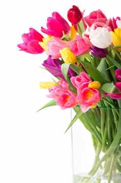 美丽的色彩斑斓的郁金香叶子玻璃花瓶孤立的透明的背景照片新鲜的春天花节日设计