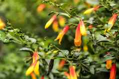色彩斑斓的萼距花属植物花花园