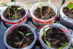 加雷德宁概念新鲜的绿色幼苗日益增长的小锅
