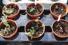 加雷德宁概念新鲜的绿色幼苗日益增长的小锅