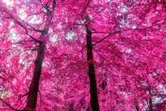 美丽的粉红色的紫色的红外全景视图森林景观