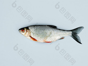 鱼红色的眼睛红色的黑色的是谎言苍白的蓝色的表面
