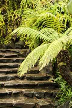 蕨类植物植物石头楼梯