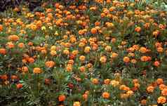 美丽的橙色金盏花花花床上花园
