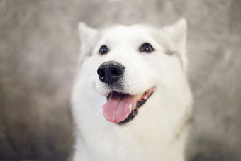 鼻子快乐西伯利亚沙哑的狗灰白色颜色