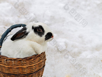兔子<strong>斑驳</strong>的头发木篮子站雪