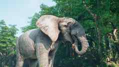 大灰色的非洲大象丛林吃树叶树非洲丛林呈现