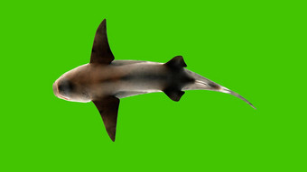 鲨鱼游泳水下底视图呈现