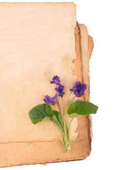 古董浪漫的背景书紫罗兰色的花白色背景复制空间
