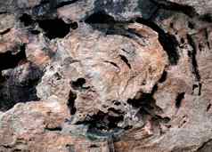 木化石大树完整的条件