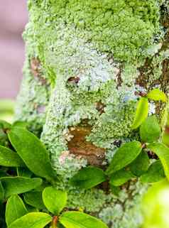 美丽的绿色地底莫斯藻类日益增长的树树干