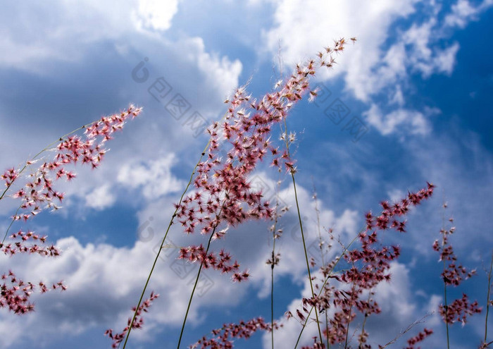 故乡Ruby草花明亮的阳光毛茸茸的云蓝色的天空