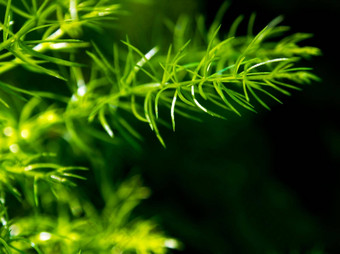 新鲜绿色细叶子<strong>芦笋</strong>蕨类植物自然背景