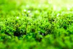 新鲜绿色莫斯日益增长的地板上水滴阳光