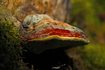蘑菇生长树树干森林