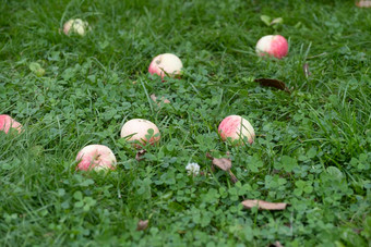 苹果树红色的苹果日落红色的苹果生长分支软焦点苹果绿色苹果树分支花园