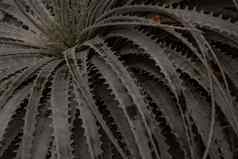 关闭guapillahechtia银膜本地的多汁的植物墨西哥绿色拉丁美国灌木长有尖刺的叶子背景图像