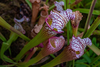 视图sarracenia白叶藻<strong>植物</strong>绿色昆虫消费<strong>植物</strong>日益增长的<strong>植物</strong>花园有趣的<strong>植物</strong>树叶小号形状