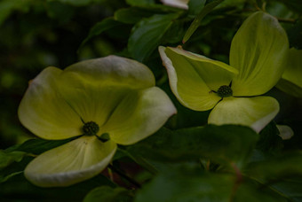 特写镜头山 茱萸埃尔维诺托尼金星开花山茱萸“金星”苞片早期夏天完整的布鲁姆种植植物花园