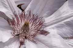 宏照片自然植物美丽的白色铁线莲他来了花铁线莲葡萄球菌朱莉安花朵日本花园花铁线莲毛茛科