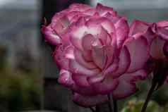 蔷薇属“贸易”无刺的攀爬玫瑰青铜有色叶子集群奶油白色花粉红色的花瓣边缘完整的布鲁姆种植植物花园