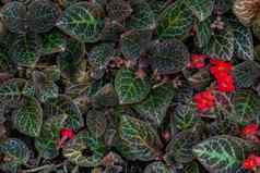 新鲜的五彩缤纷的Episcia价格叶子火焰紫罗兰色的叶成长热带花园纹理花园