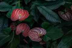 美丽的花花烛属植物红色的火烈鸟花男孩花猪尾花烛属植物植物花园花烛属植物andraeanum
