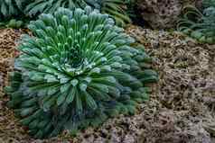 庇里牛斯山虎耳草属植物虎耳草属长叶高山植物径向植物闪闪发光的提示