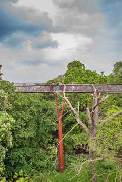 结构树顶人行道桥包围大树英国皇家植物园皇家植物花园