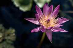盛开的光紫色的花俏的睡莲莲花花蜜蜂飞内部莲花