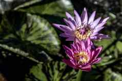 盛开的光紫色的花俏的睡莲莲花花蜜蜂飞内部莲花