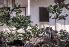 猴子清洁猴子树前面被遗弃的建筑