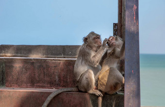 猴子清洁猴子栏杆被遗弃的建筑海