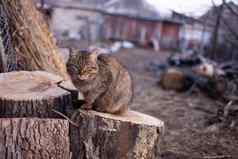 猫坐着木日志