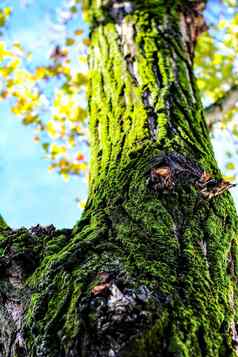 色彩斑斓的树树皮纹理新鲜的莫斯