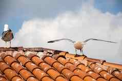 海鸥海鸟站平铺的屋顶房子