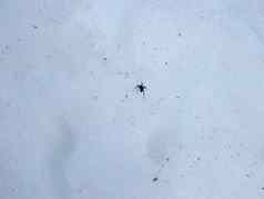 黑色的蜘蛛白色雪醒来冬天冬眠春天一天