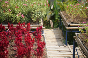 红色的Celosia用羽毛装饰的鸡冠花花盆