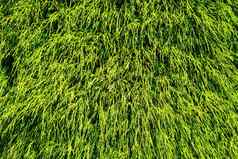 绿色叶子图亚日益增长的绿色叶子纹理背景