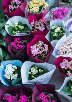 盛开的美丽的色彩斑斓的新鲜的花花瓶