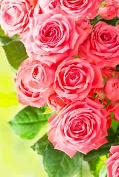 美丽的花花背景粉红色的玫瑰花花束背景