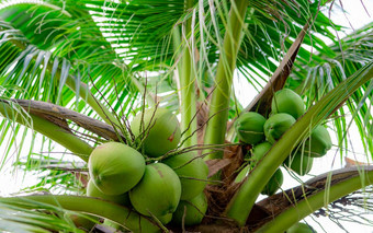 群椰子椰子树热带水果棕榈树绿色叶子水果椰子树泰国椰子种植园农业农场有机喝夏天异国情调的植物