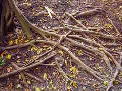 热带榕属植物树根扩大土壤地面黄色的干叶子秋天自然背景