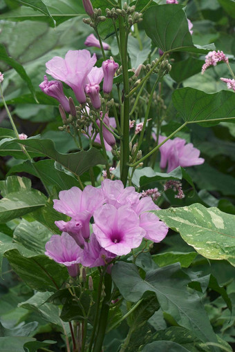 特写镜头图像粉红色的早....<strong>荣耀</strong>植物