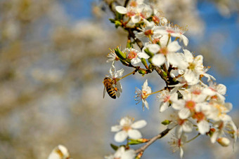 蜜蜂野生米拉贝尔开花春天