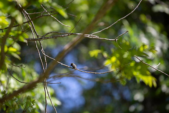 ruby-throated蜂鸟