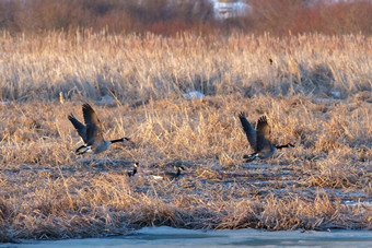 加拿大鹅飞行冰冷的湿地