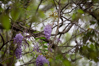 紫藤花朵