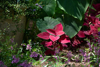 紫色的锦紫苏植物叶子花园